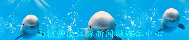 江豚,动图.gif